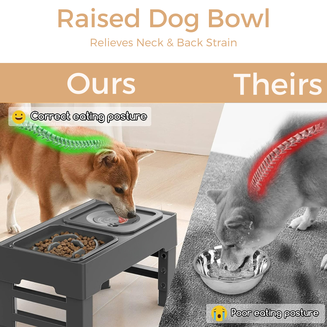 Elevated Slow Feeder with No Spill Dog Water Bowl