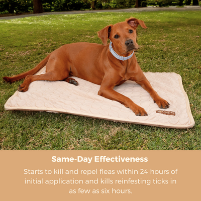 Natural Flea & Tick Prevention Collar