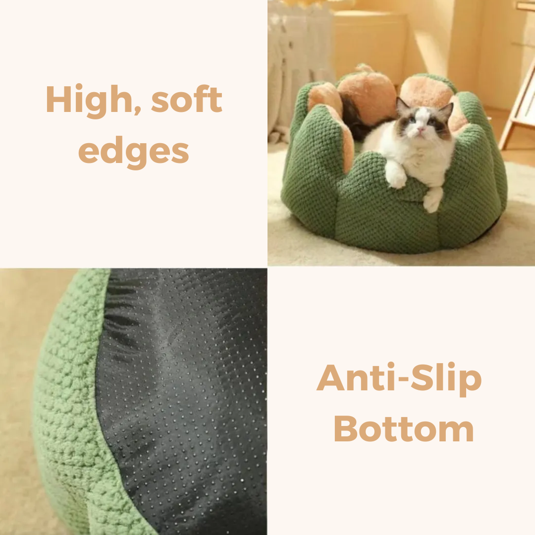 Cactus Bed
