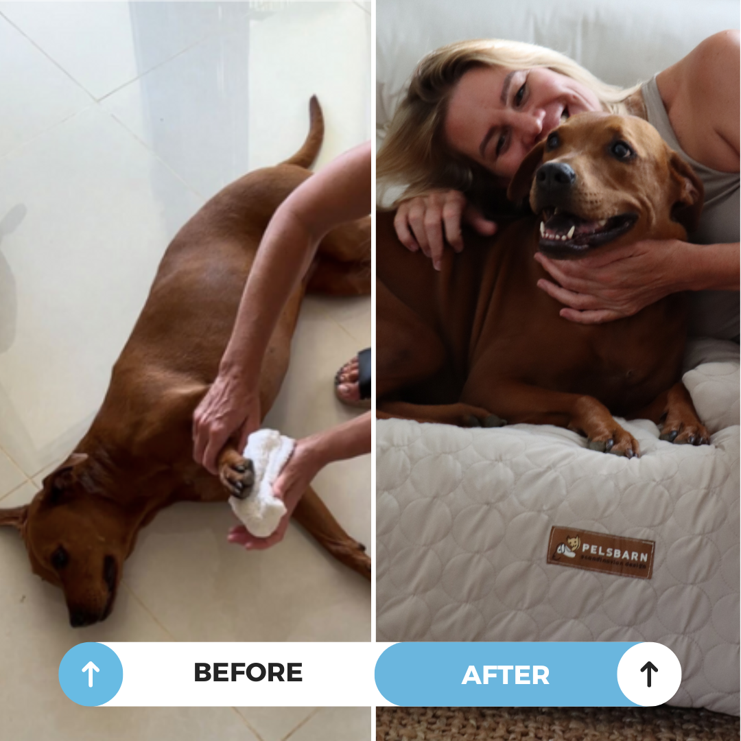 Pelsbarn Cooling Bed (4x more effective) + FREE Cooling Mat