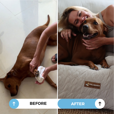 Pelsbarn Cooling Bed (4x more effective) + FREE Cooling Mat