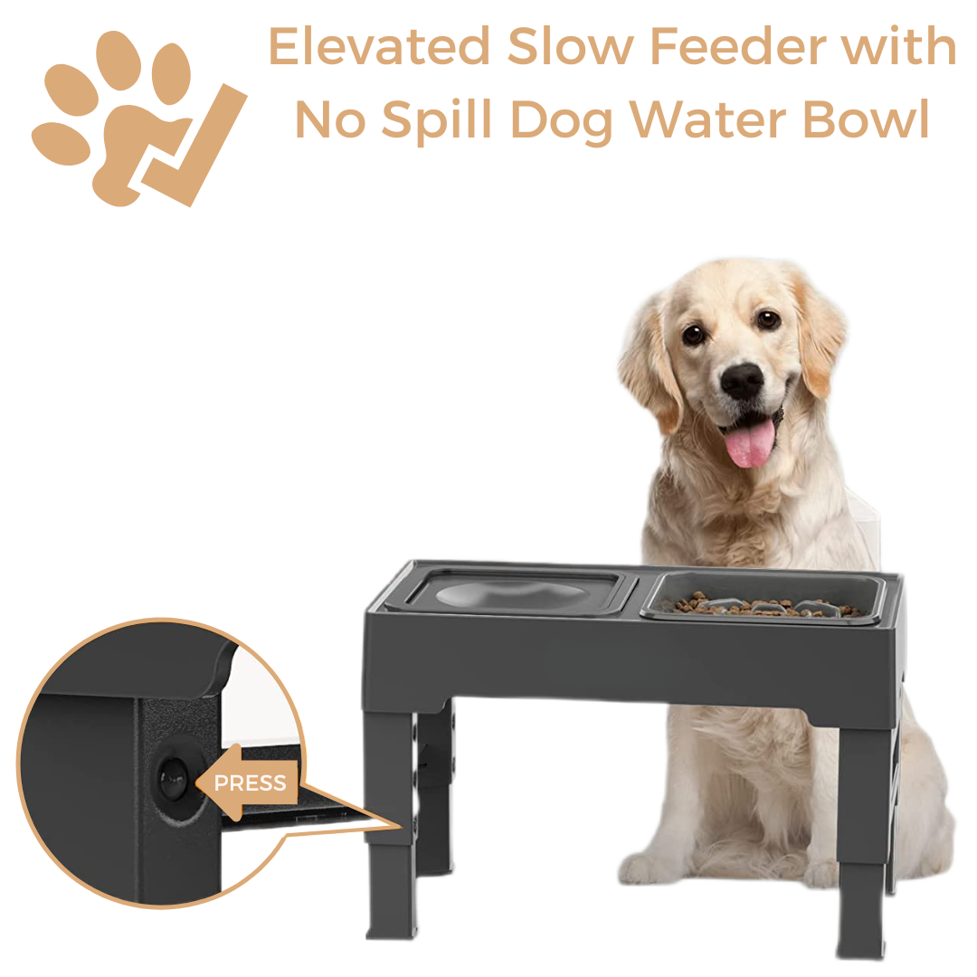 Elevated Slow Feeder with No Spill Dog Water Bowl