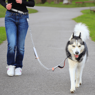 Hands Free Dog Leash
