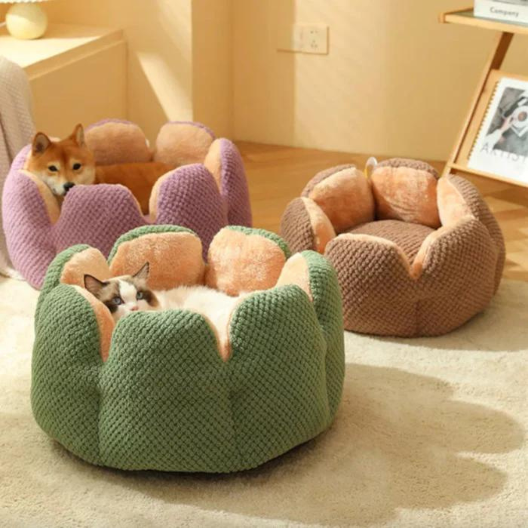 Cactus Bed