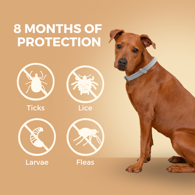 Natural Flea & Tick Prevention Collar
