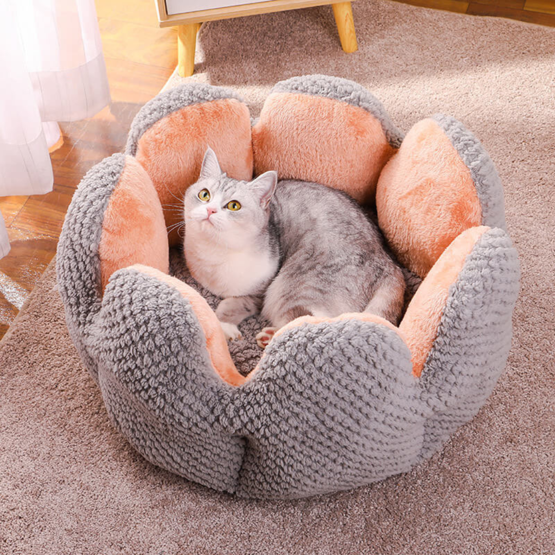 Cactus Bed