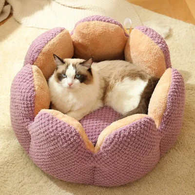 Cactus Bed