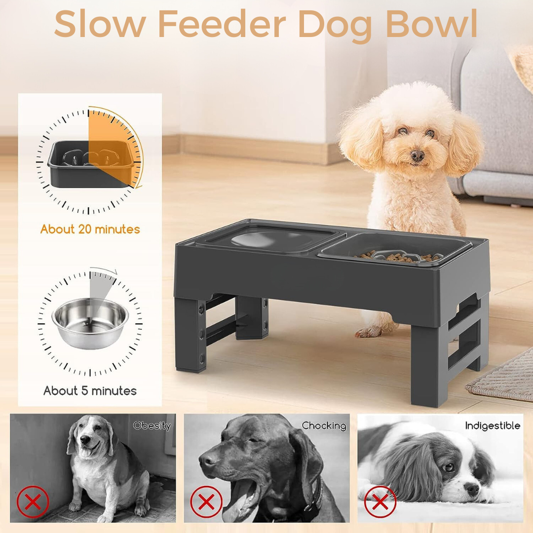Elevated Slow Feeder with No Spill Dog Water Bowl