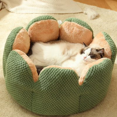 Cactus Bed