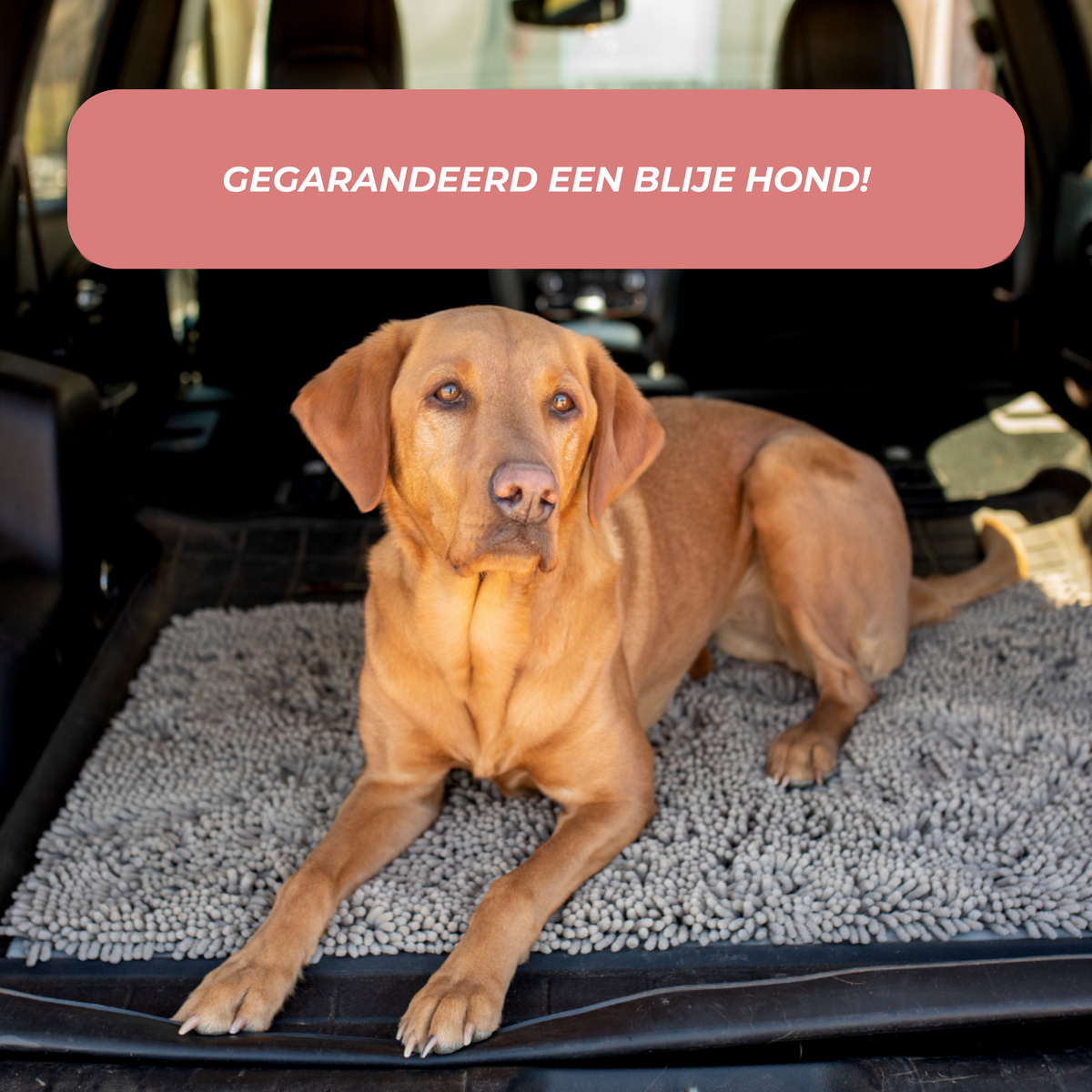 Absorbent Dog DoorMat