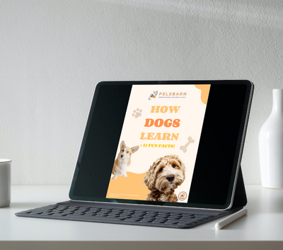 Dog Longevity Digital Bundle: 'Forever By Your Side'