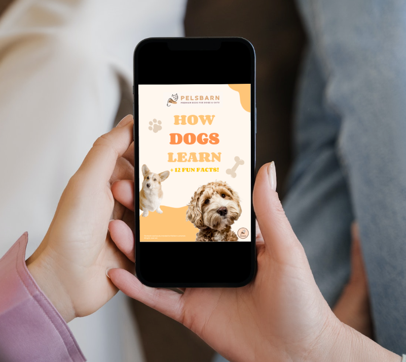 Dog Longevity Digital Bundle: 'Forever By Your Side'