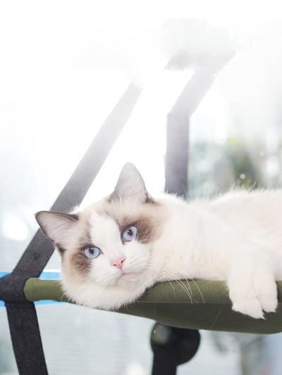 Hanging Cat Hammock
